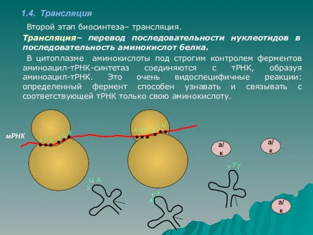 1.4. Трансляция Второй этап биосинтеза– трансляция. Трансляция– перевод последовательности нуклеотидов в последовательность