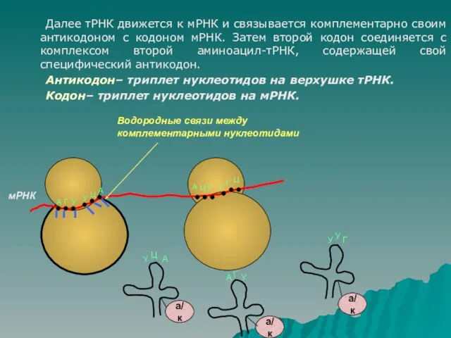 Далее тРНК движется к мРНК и связывается комплементарно своим антикодоном с кодоном