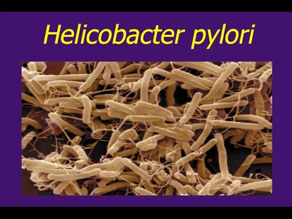 Helicobacter pylori