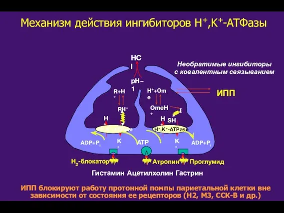 Механизм действия ингибиторов H+,K+-ATФaзы Гистамин Ацетилхолин Гастрин Атропин Проглумид H2-блокатор H+ K+