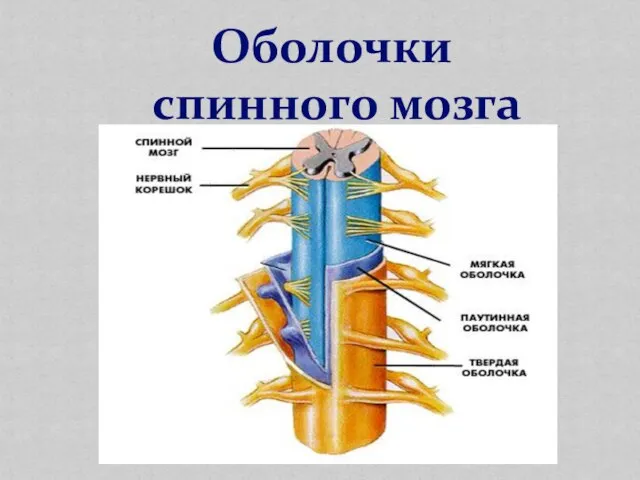 Оболочки спинного мозга