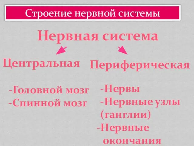 Строение нервной системы Нервная система Центральная Периферическая -Головной мозг -Спинной мозг -Нервы