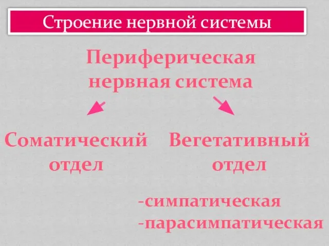 Строение нервной системы Периферическая нервная система Соматический отдел Вегетативный отдел -симпатическая -парасимпатическая