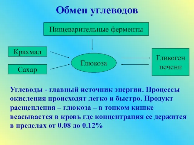 Обмен углеводов Глюкоза Пищеварительные ферменты Крахмал Сахар Гликоген печени Углеводы - главный