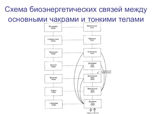 Схема биоэнергетических связей между основными чакрами и тонкими телами