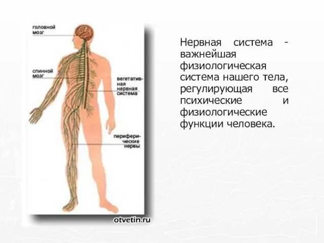 Нервная система - важнейшая физиологическая система нашего тела, регулирующая все психические и физиологические функции человека.