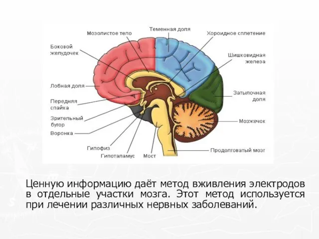 Ценную информацию даёт метод вживления электродов в отдельные участки мозга. Этот метод