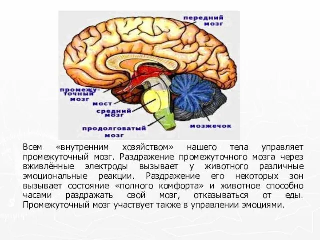 Всем «внутренним хозяйством» нашего тела управляет промежуточный мозг. Раздражение промежуточного мозга через