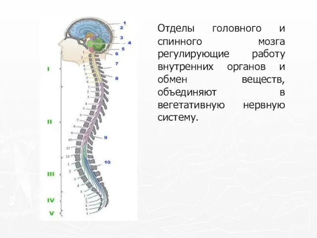Отделы головного и спинного мозга регулирующие работу внутренних органов и обмен веществ,