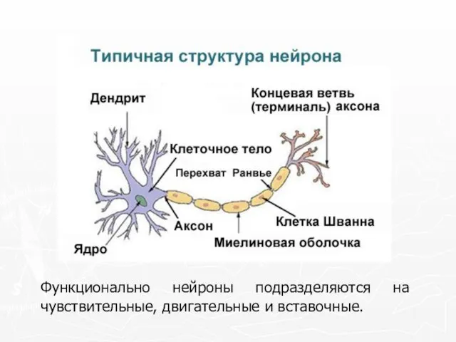 Функционально нейроны подразделяются на чувствительные, двигательные и вставочные.