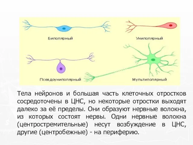 Тела нейронов и большая часть клеточных отростков сосредоточены в ЦНС, но некоторые