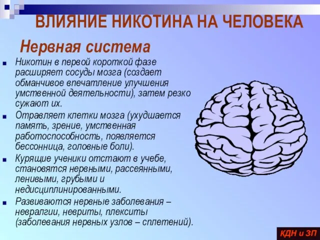 Нервная система Никотин в первой короткой фазе расширяет сосуды мозга (создает обманчивое