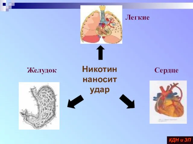 Никотин наносит удар Легкие Желудок Сердце КДН и ЗП