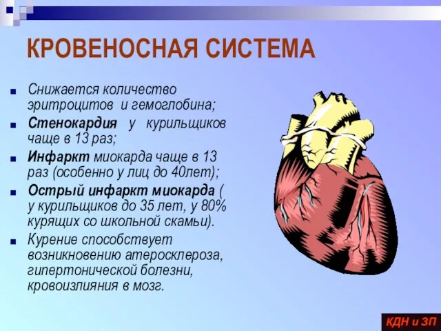 КРОВЕНОСНАЯ СИСТЕМА Снижается количество эритроцитов и гемоглобина; Стенокардия у курильщиков чаще в