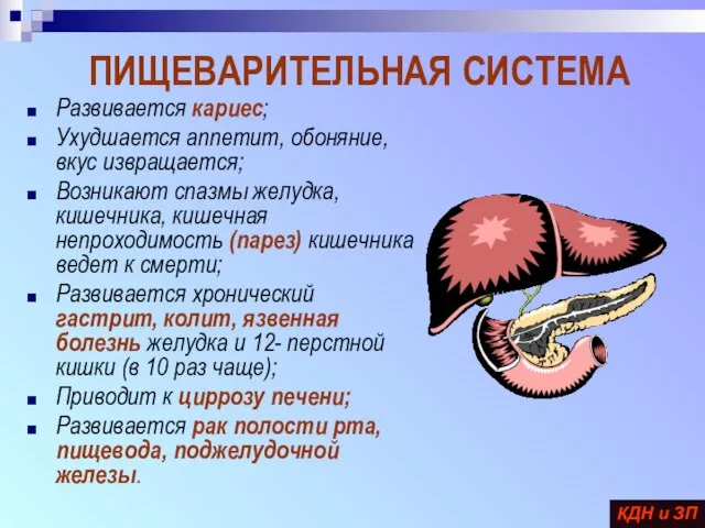 ПИЩЕВАРИТЕЛЬНАЯ СИСТЕМА Развивается кариес; Ухудшается аппетит, обоняние, вкус извращается; Возникают спазмы желудка,