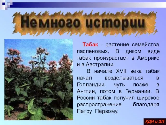 Табак - растение семейства пасленовых. В диком виде табак произрастает в Америке