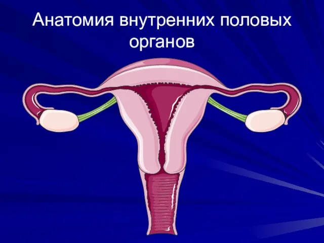 Анатомия внутренних половых органов