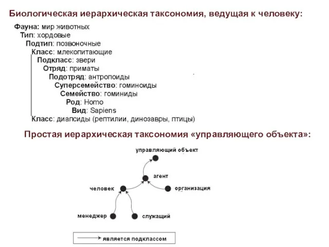 Биологическая иерархическая таксономия, ведущая к человеку: Простая иерархическая таксономия «управляющего объекта»:
