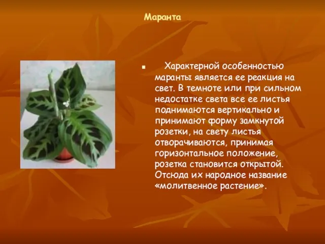 Маранта Характерной особенностью маранты является ее реакция на свет. В темноте или