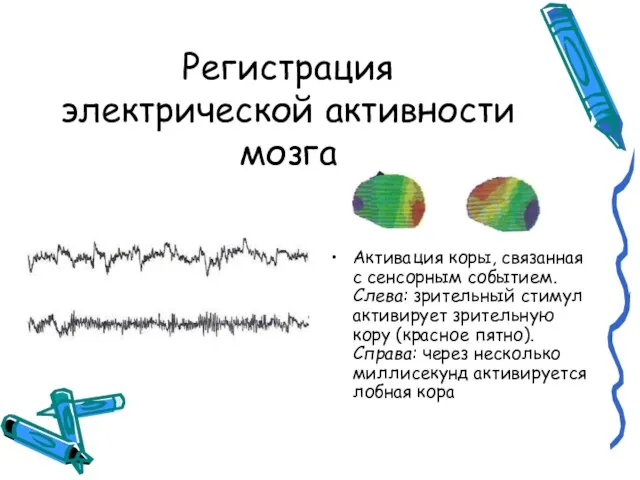 Регистрация электрической активности мозга Активация коры, связанная с сенсорным событием. Слева: зрительный
