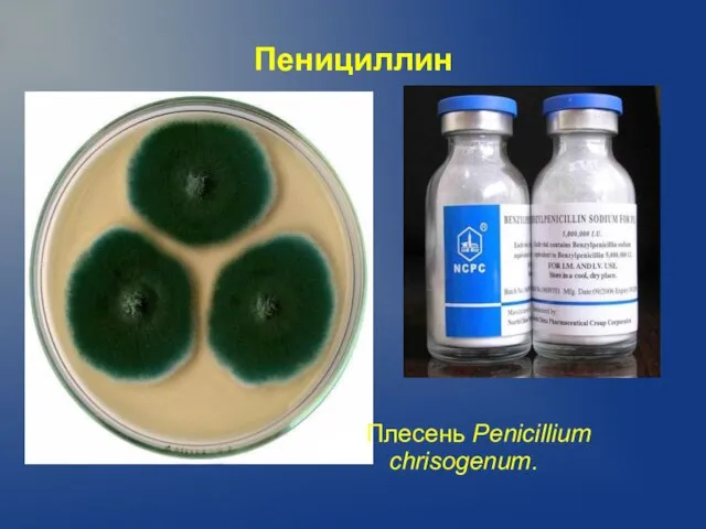 Пенициллин Плесень Penicillium chrisogenum.