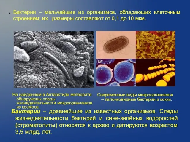 Бактерии – древнейшие из известных организмов. Следы жизнедеятельности бактерий и сине-зелёных водорослей