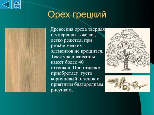 Орех грецкий Древесина ореха твердая и умеренно тяжелая, легко режется, при резьбе