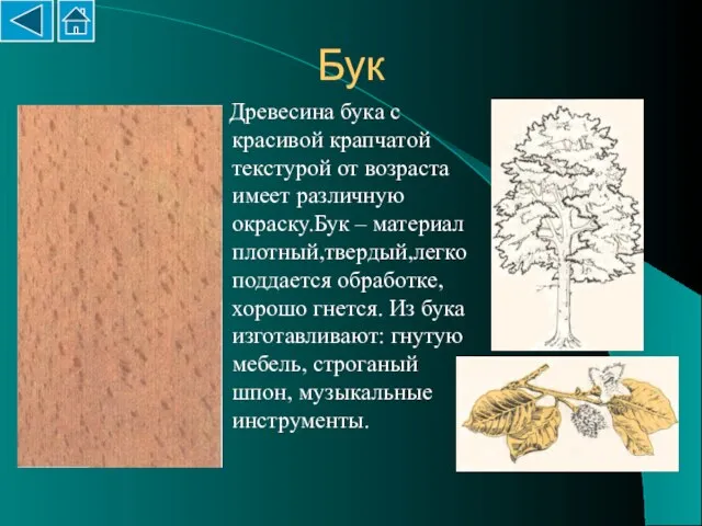 Бук Древесина бука с красивой крапчатой текстурой от возраста имеет различную окраску.Бук