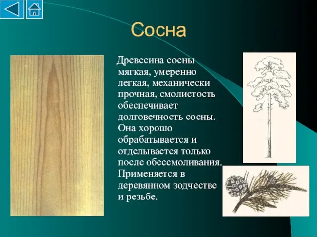 Сосна Древесина сосны мягкая, умеренно легкая, механически прочная, смолистость обеспечивает долговечность сосны.