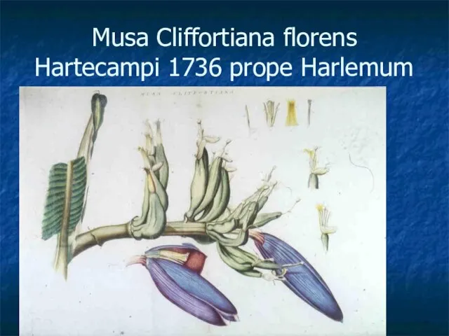 Musa Cliffortiana florens Hartecampi 1736 prope Harlemum
