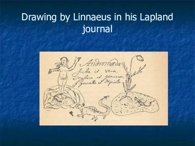 Drawing by Linnaeus in his Lapland journal