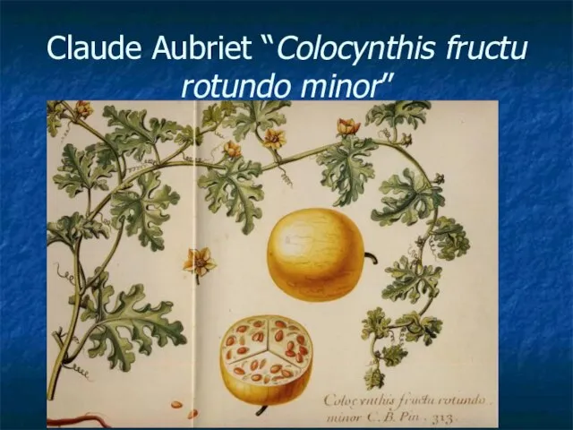 Claude Aubriet “Colocynthis fructu rotundo minor”