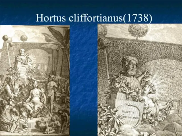 Hortus cliffortianus(1738)