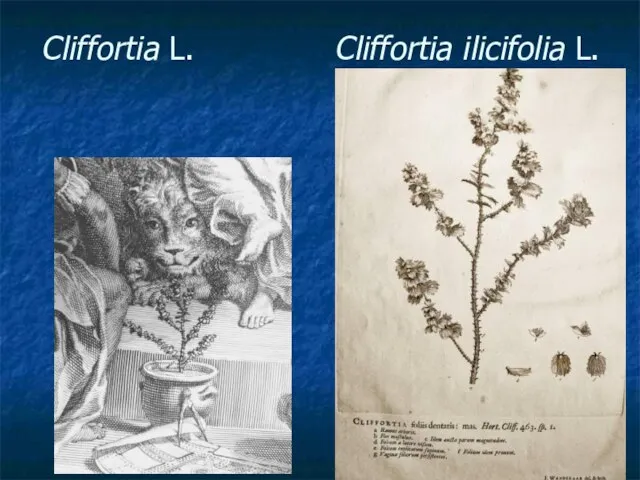 Cliffortia L. Cliffortia ilicifolia L.