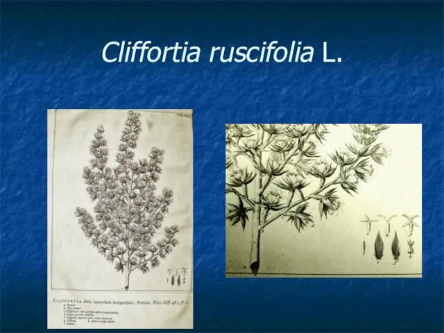 Cliffortia ruscifolia L.
