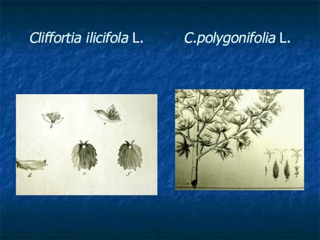 Cliffortia ilicifola L. C.polygonifolia L.