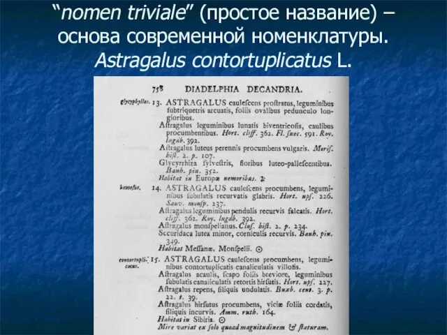 “nomen triviale” (простое название) – основа современной номенклатуры. Astragalus contortuplicatus L.