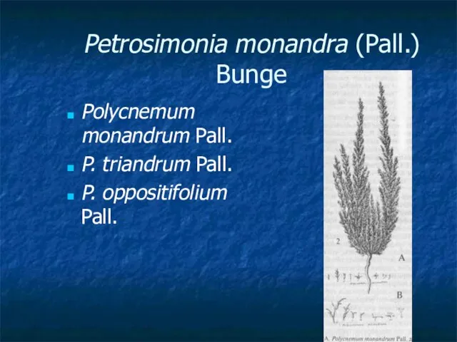 Petrosimonia monandra (Pall.) Bunge Polycnemum monandrum Pall. P. triandrum Pall. P. oppositifolium Pall.