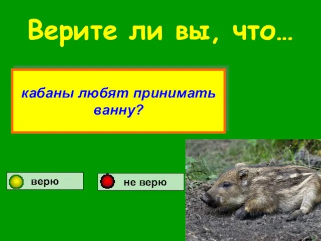 Верите ли вы, что… кабаны любят принимать ванну? верю не верю