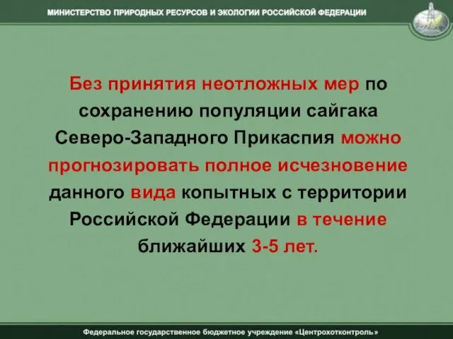 Без принятия неотложных мер по сохранению популяции сайгака Северо-Западного Прикаспия можно прогнозировать