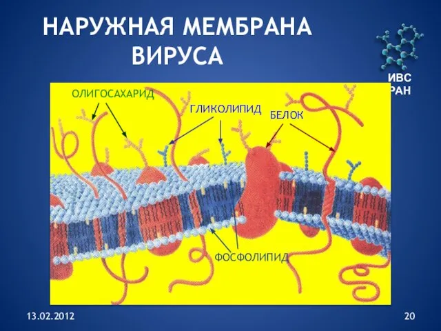 13.02.2012 ИВС РАН НАРУЖНАЯ МЕМБРАНА ВИРУСА ФОСФОЛИПИД