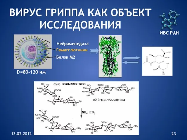 13.02.2012 ВИРУС ГРИППА КАК ОБЪЕКТ ИССЛЕДОВАНИЯ Гемагглютинин Белок М2 Нейраминидаза D=80-120 нм ИВС РАН