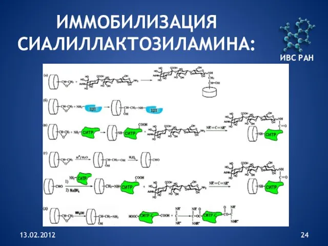 13.02.2012 ИММОБИЛИЗАЦИЯ СИАЛИЛЛАКТОЗИЛАМИНА: ИВС РАН