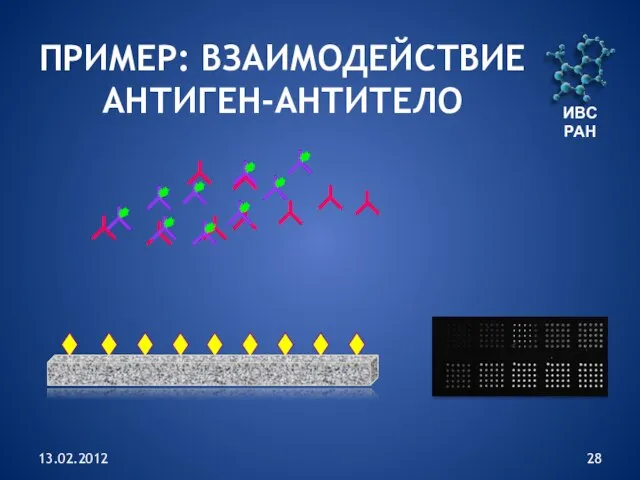 13.02.2012 ИВС РАН ПРИМЕР: ВЗАИМОДЕЙСТВИЕ АНТИГЕН-АНТИТЕЛО