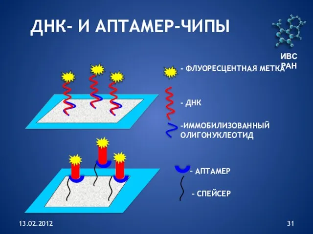 13.02.2012 - ФЛУОРЕСЦЕНТНАЯ МЕТКА - ДНК -ИММОБИЛИЗОВАННЫЙ ОЛИГОНУКЛЕОТИД ДНК- И АПТАМЕР-ЧИПЫ ИВС РАН