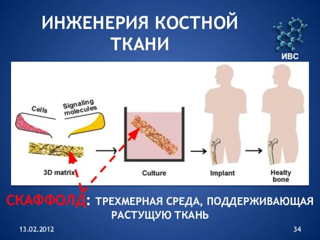 13.02.2012 ИВС РАН ИНЖЕНЕРИЯ КОСТНОЙ ТКАНИ СКАФФОЛД: ТРЕХМЕРНАЯ СРЕДА, ПОДДЕРЖИВАЮЩАЯ РАСТУЩУЮ ТКАНЬ