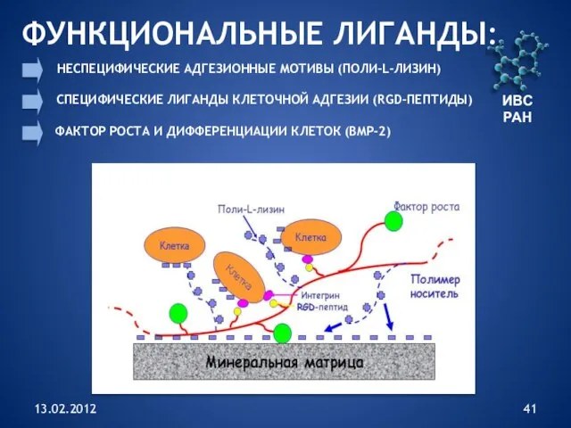 13.02.2012 ИВС РАН ФУНКЦИОНАЛЬНЫЕ ЛИГАНДЫ: НЕСПЕЦИФИЧЕСКИЕ АДГЕЗИОННЫЕ МОТИВЫ (ПОЛИ-L-ЛИЗИН) СПЕЦИФИЧЕСКИЕ ЛИГАНДЫ КЛЕТОЧНОЙ