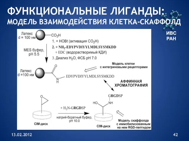 13.02.2012 ИВС РАН ФУНКЦИОНАЛЬНЫЕ ЛИГАНДЫ: МОДЕЛЬ ВЗАИМОДЕЙСТВИЯ КЛЕТКА-СКАФФОЛД