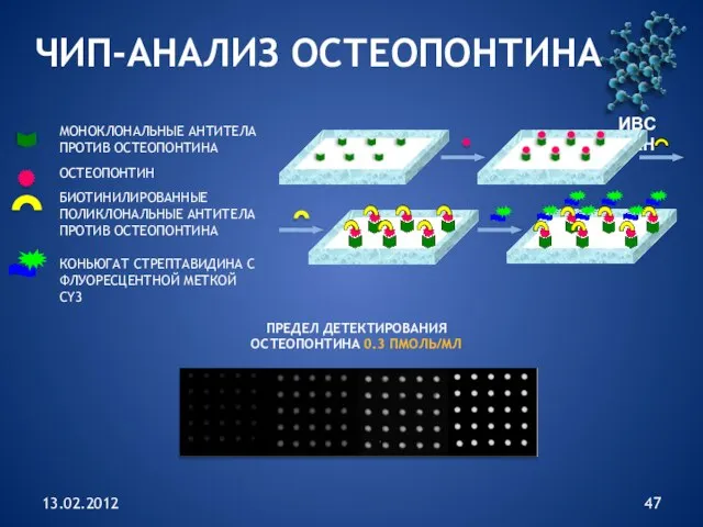 13.02.2012 ИВС РАН ЧИП-АНАЛИЗ ОСТЕОПОНТИНА ОСТЕОПОНТИН БИОТИНИЛИРОВАННЫЕ ПОЛИКЛОНАЛЬНЫЕ АНТИТЕЛА ПРОТИВ ОСТЕОПОНТИНА КОНЬЮГАТ