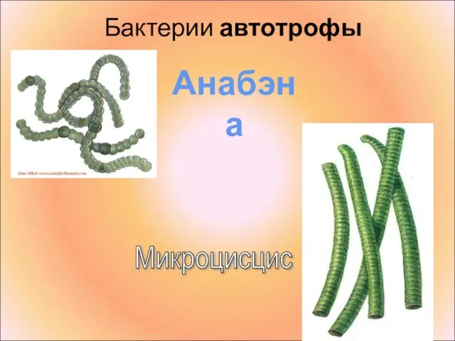 Бактерии автотрофы Анабэна Микроцисцис